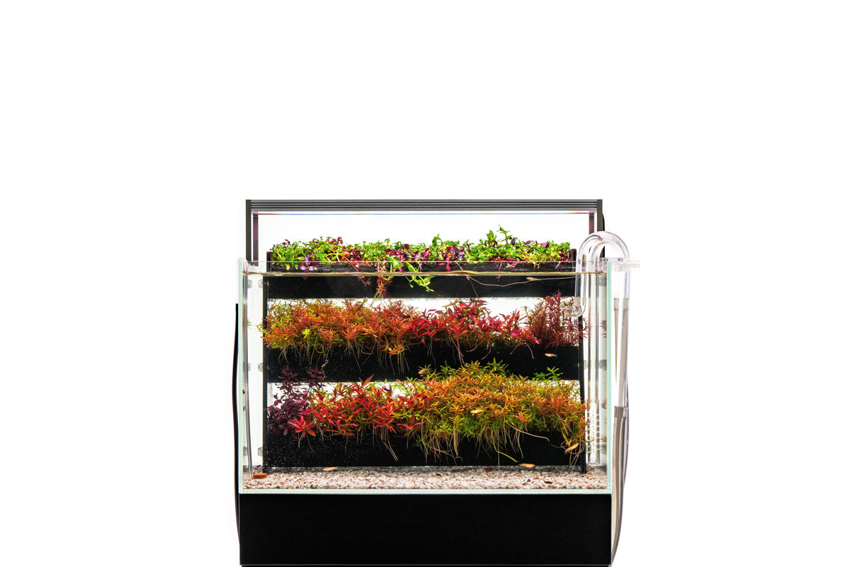 UNS Terrace Aquatic Stem Plant Wall | Aquarium Accessories - Glass Aqua