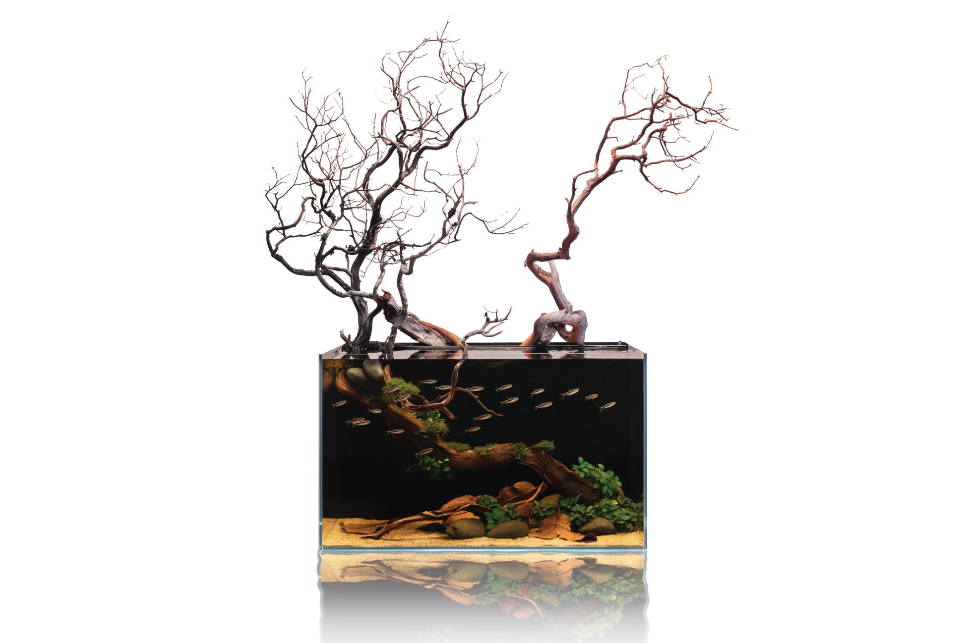 Aquario Neo Black Water Conditioner | Aquario Aquarium Care - Glass Aqua