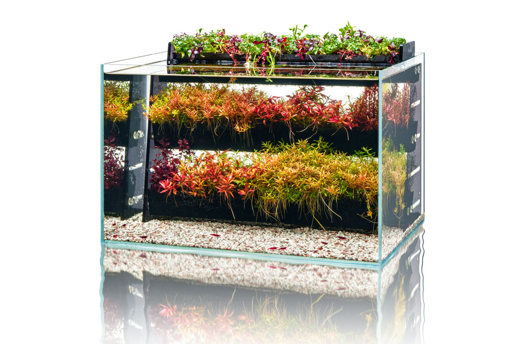 UNS Terrace - Aquatic Stem Plant Wall - Glass Aqua