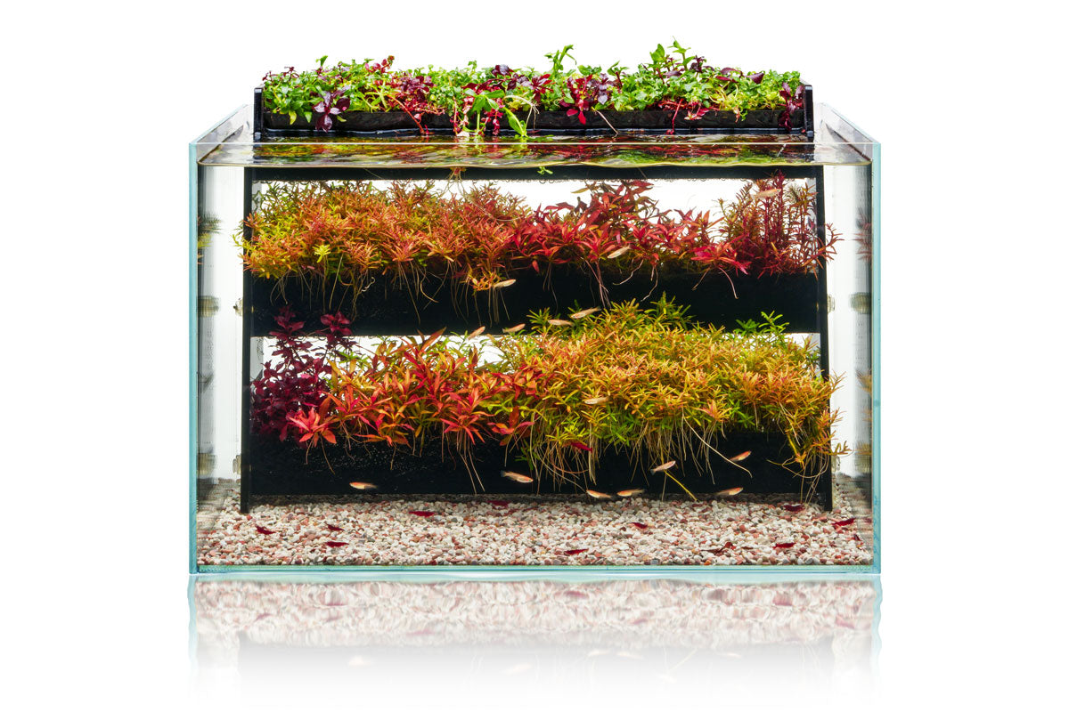 UNS Terrace - Aquatic Stem Plant Wall - Glass Aqua