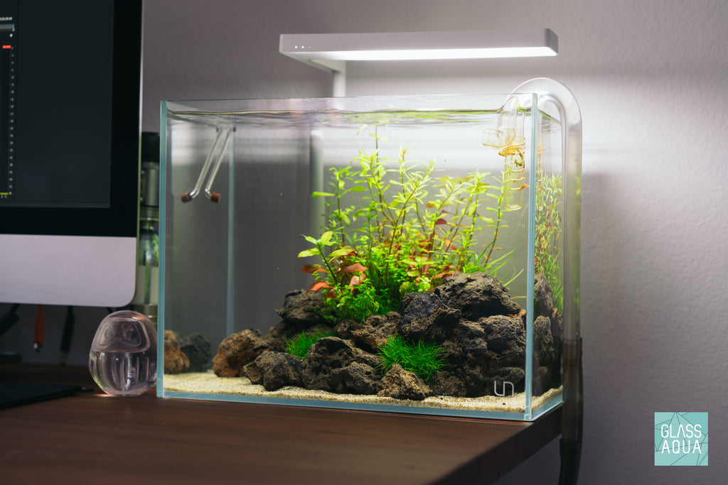 Micranthemum Micranthemoides Pearl Weed Tissue Culture Aquatic Plant