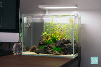 Micranthemum Micranthemoides Pearl Weed Tissue Culture Aquatic Plant