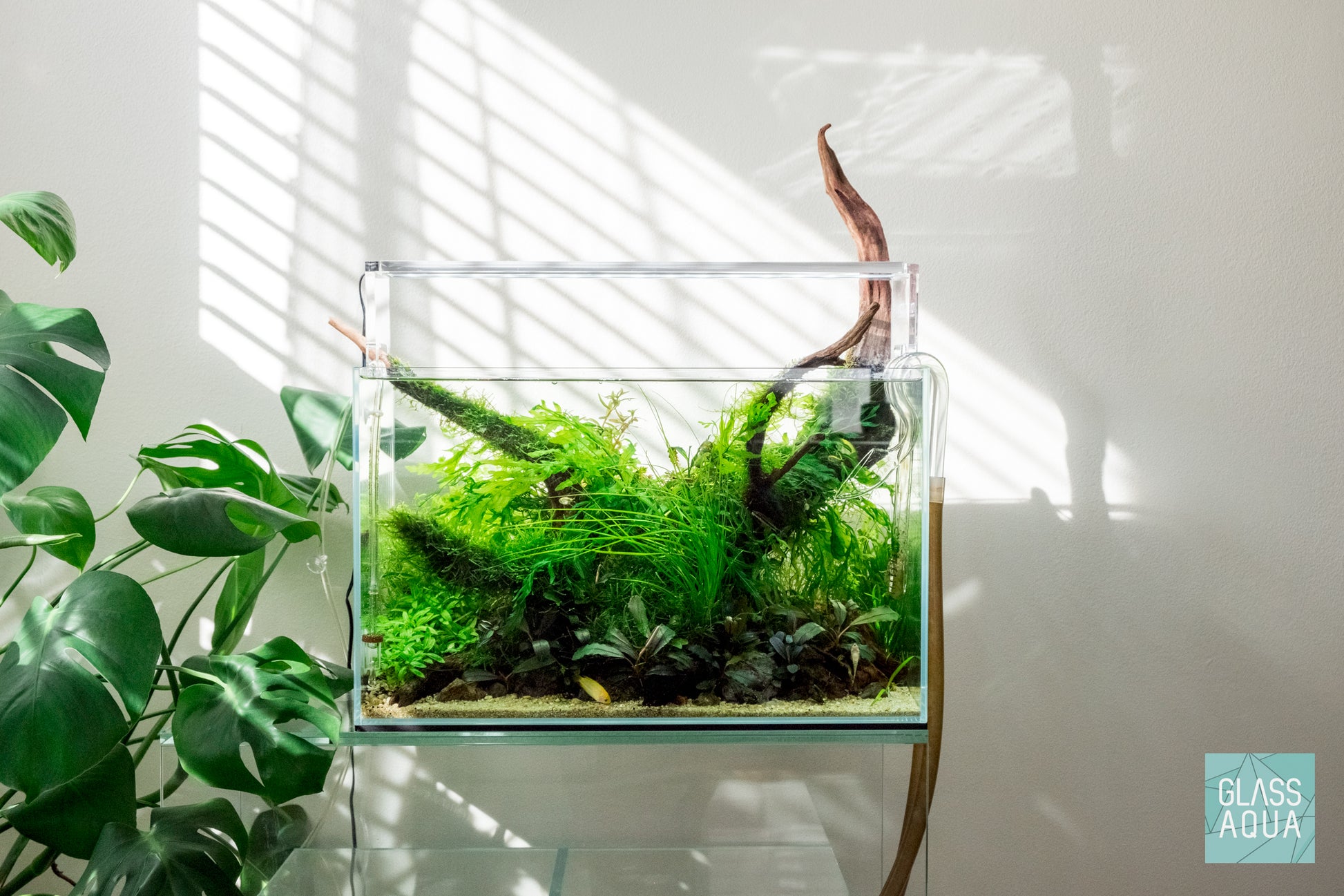 Shop Planted Aquarium Malaysian Driftwood Hardscape - Glass Aqua