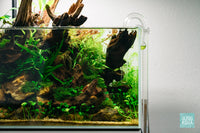 Mini Pellia - Glass Aqua