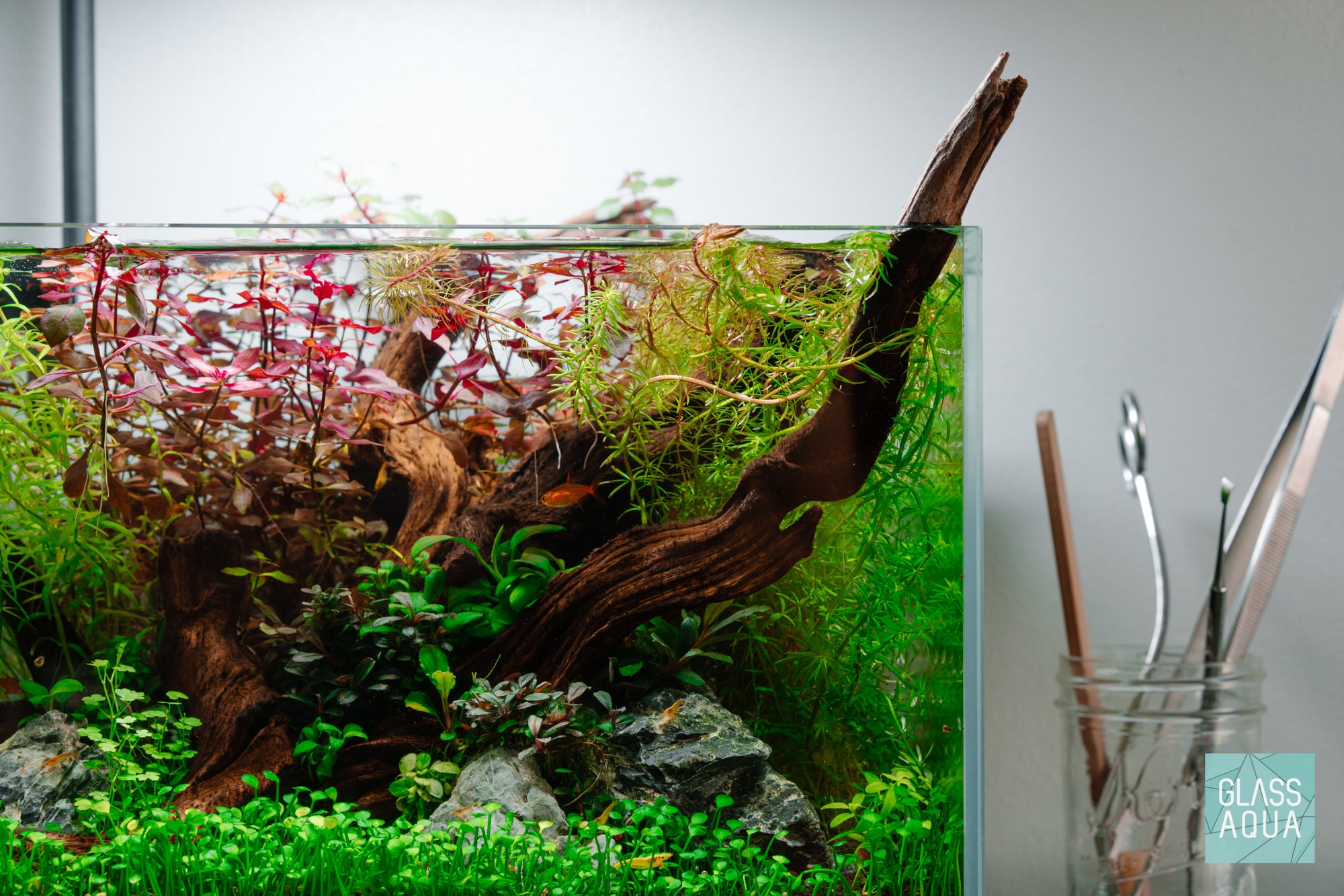 Shop Planted Aquarium Pacific Wood Hardscape - Glass Aqua