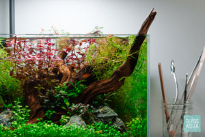 Shop Planted Aquarium Pacific Wood Hardscape - Glass Aqua
