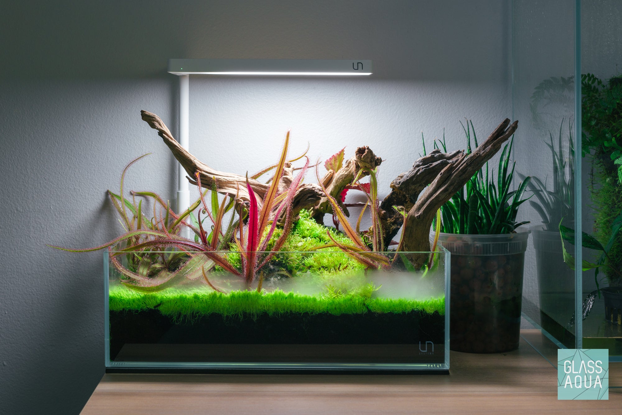 Drosera Rotundifolia Terrarium Plant | Shop Carnivorous Plants