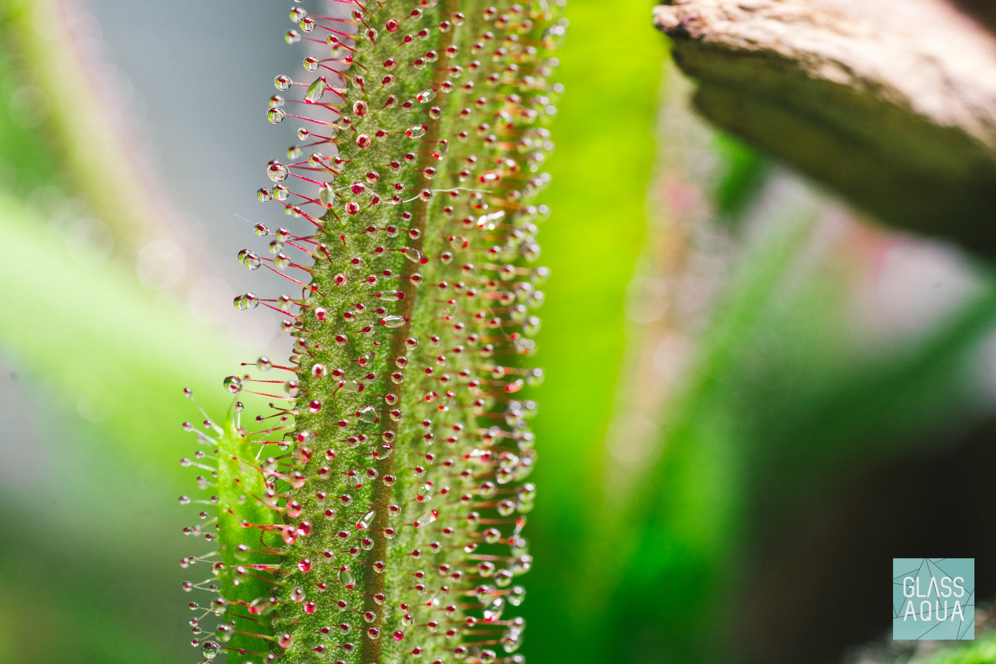 Drosera Rotundifolia Terrarium Plant | Shop Carnivorous Plants