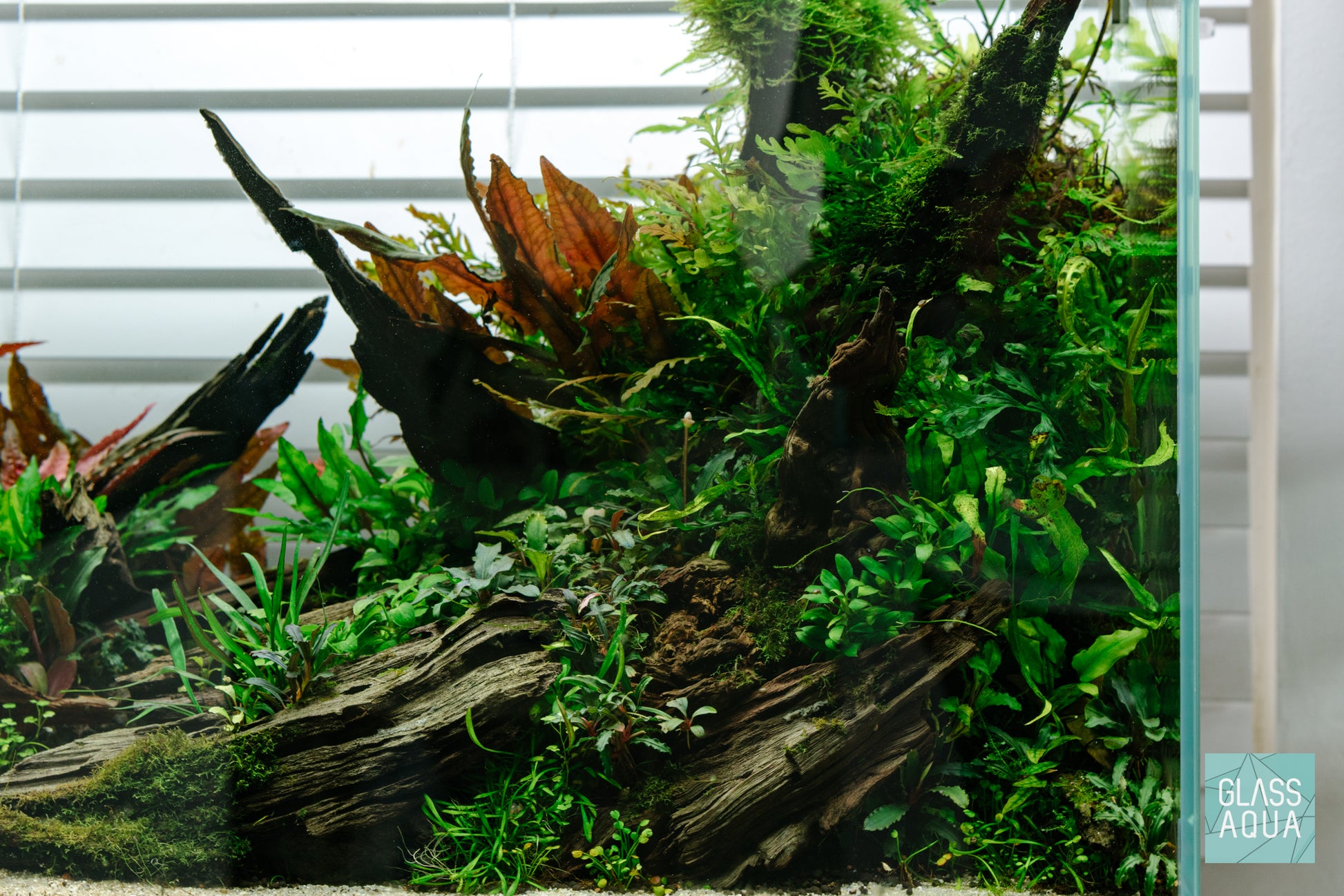 Shop Planted Aquarium Malaysian Driftwood Hardscape - Glass Aqua
