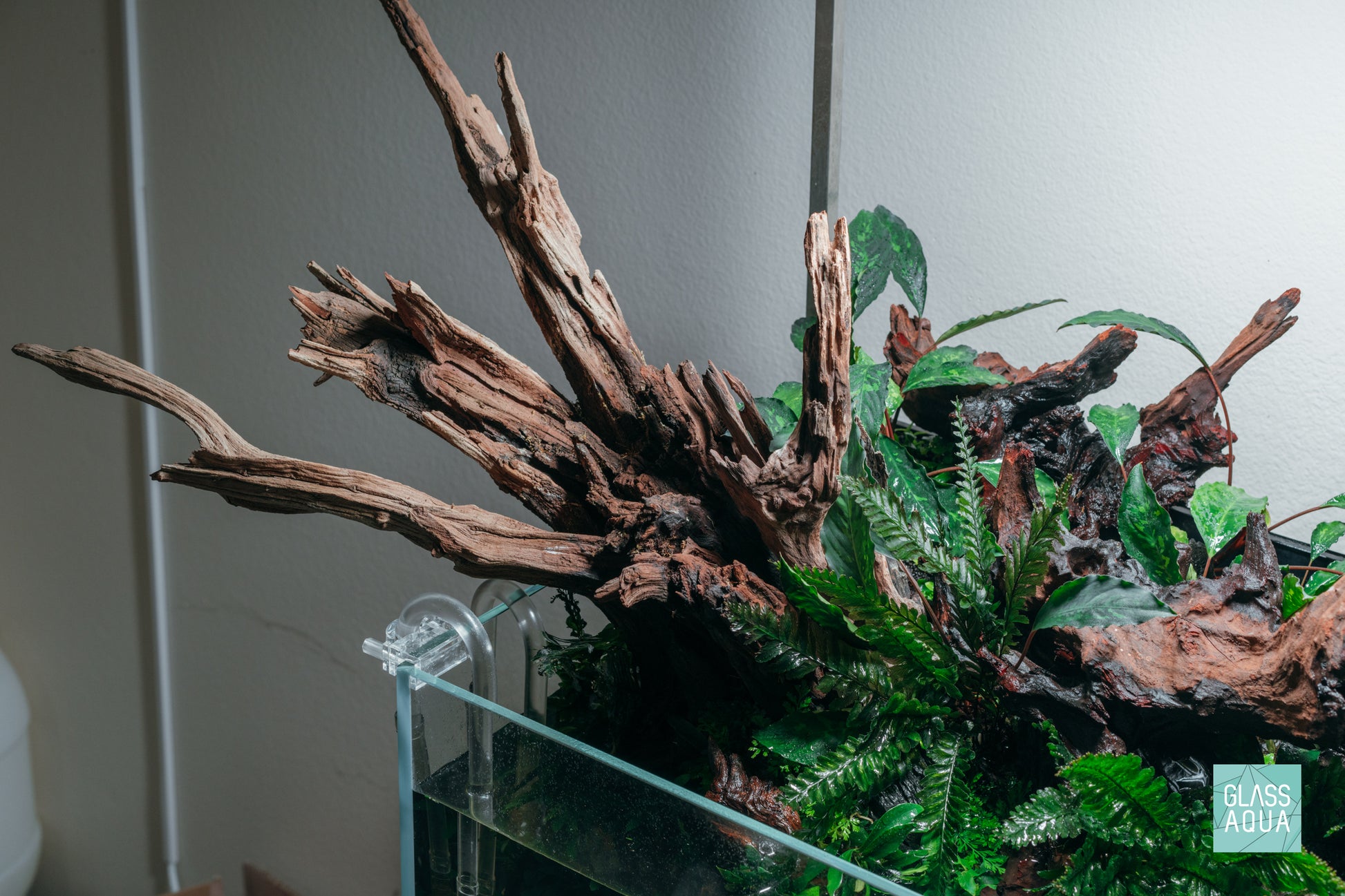Shop Planted Aquarium Malaysian Driftwood Hardscape - Glass Aqua
