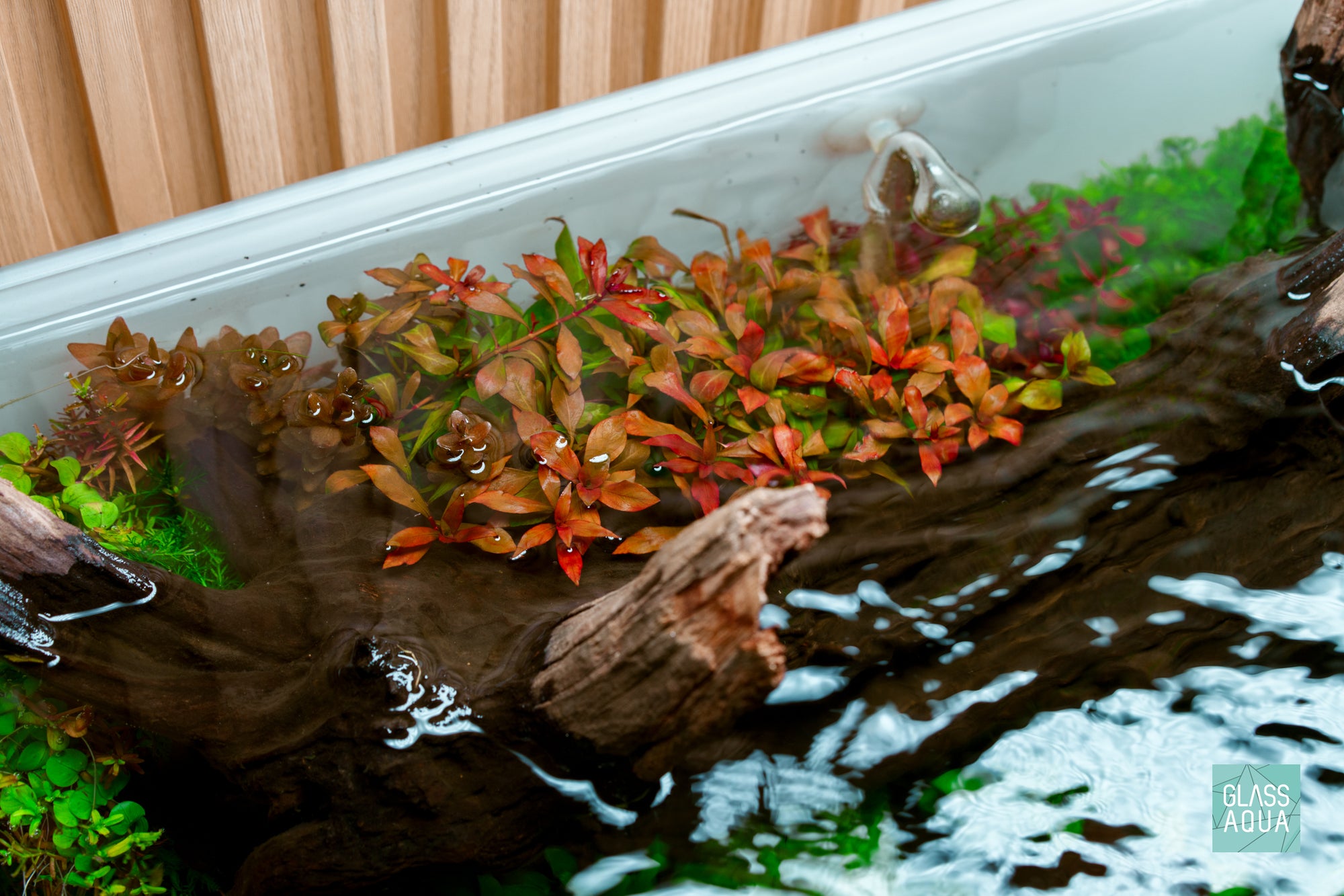 Build Your Own Red Aquarium Plant Pack - Glass Aqua