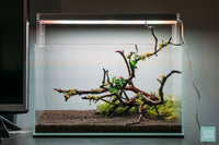 Planting background aquatic stem plants in a UNS 5N nano aquascape