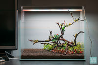 Planting midground plants in a nano UNS 5N aquascape layout