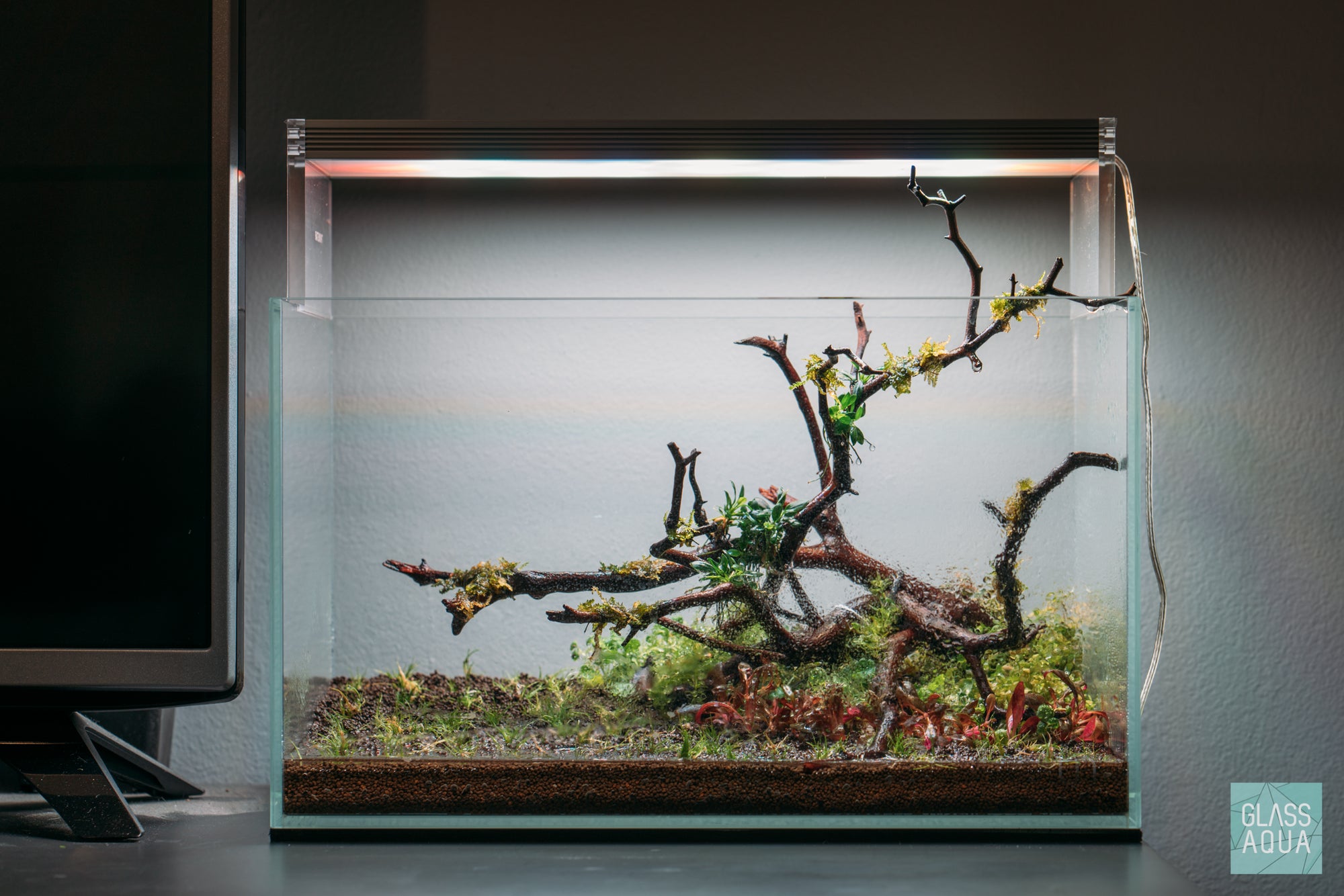 Planting foreground carpeting aquarium plants in the UNS 5N nano aquascape