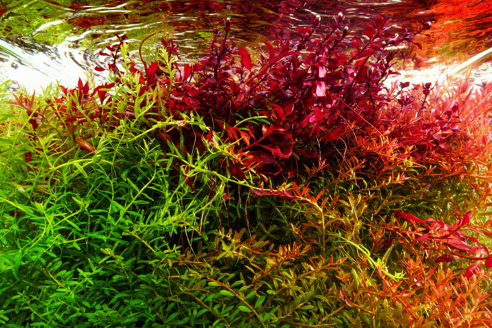 Ultum Nature Systems Controbase | Shop Aquarium Substrate - Glass Aqua