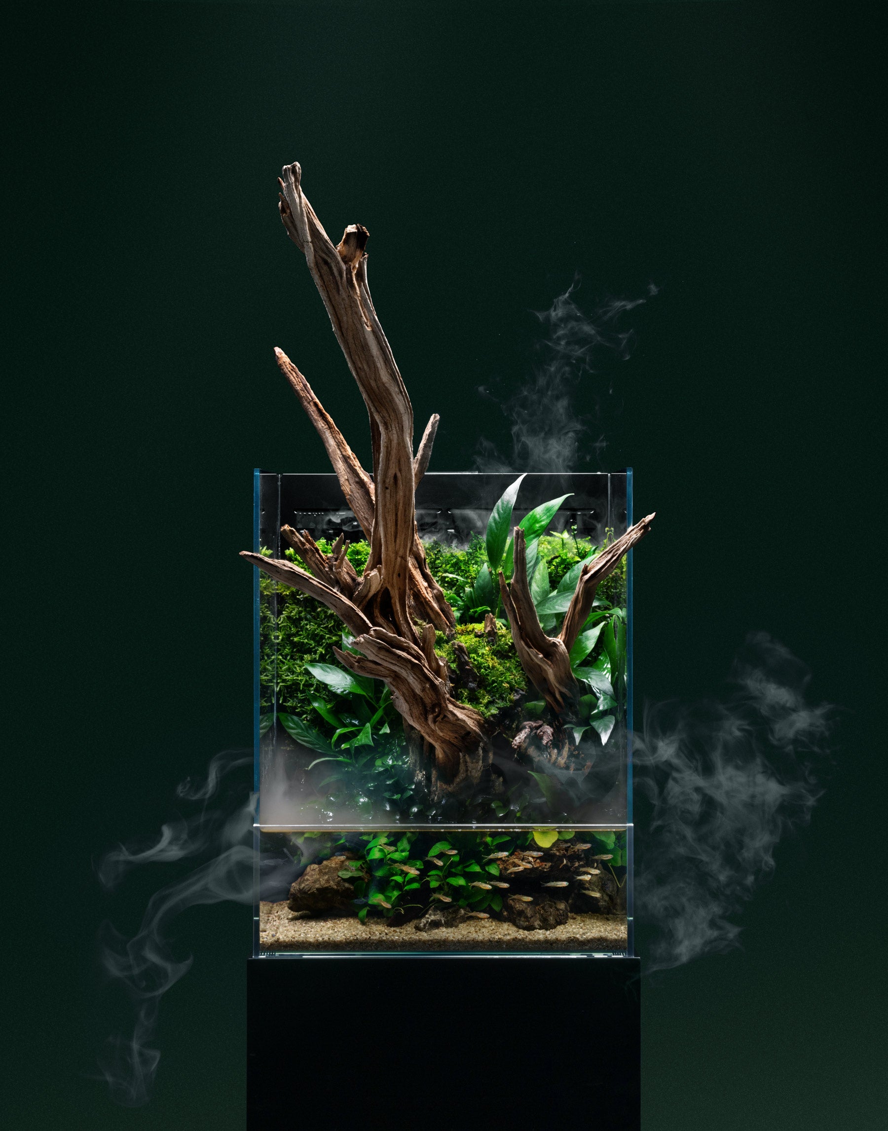 bonsai tree paludarium UNS Foresta Integrated Paludarium Tank & Stand Bundle