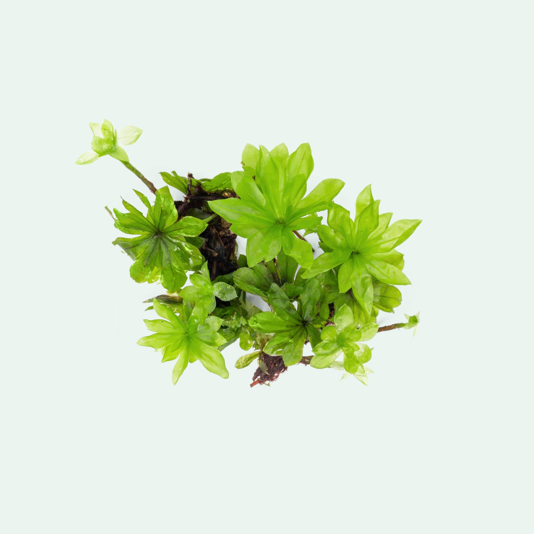 Umbrella Moss Rhodobryum Giganteum live plant