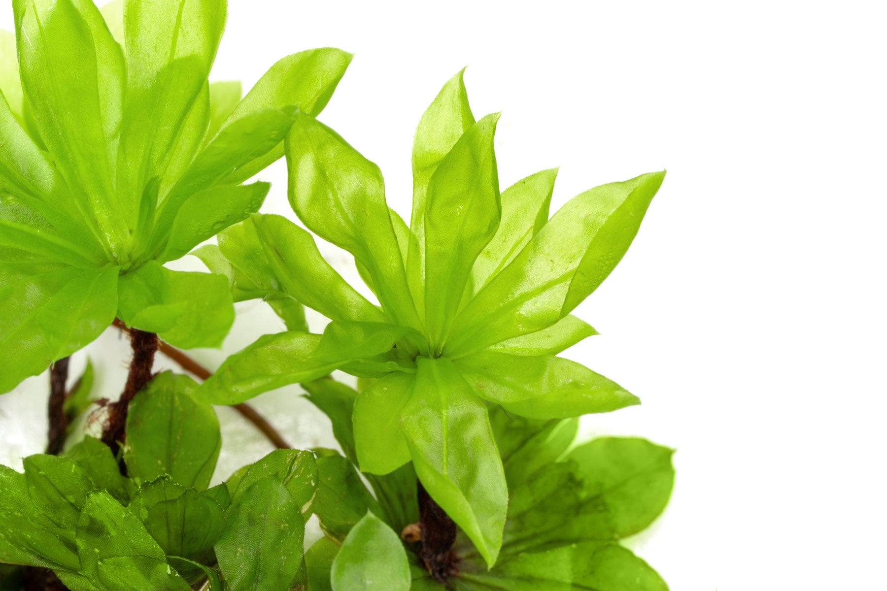 Live Umbrella Moss Rhodobryum Giganteum for Terrariums and Paludariums