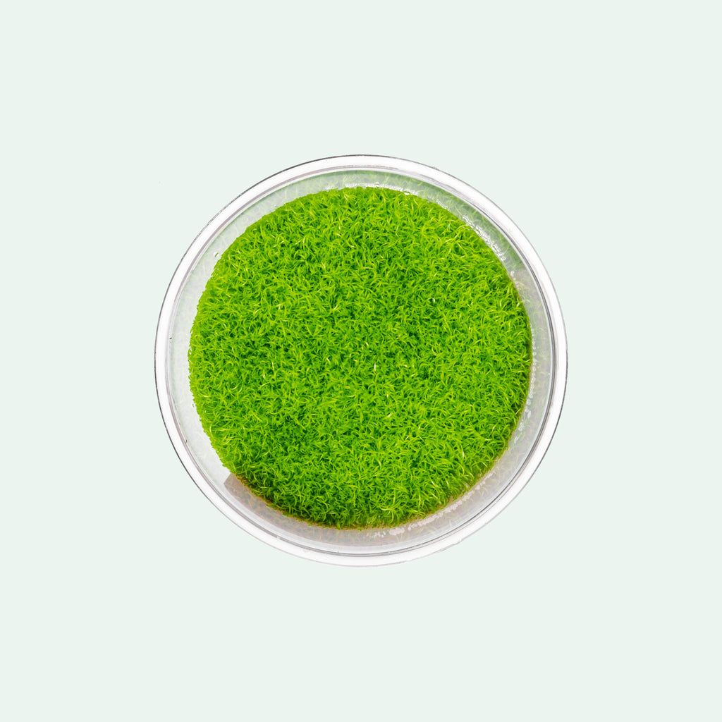 Utricularia Graminifolia Carpeting Carnivorous Plant for Planted Tank