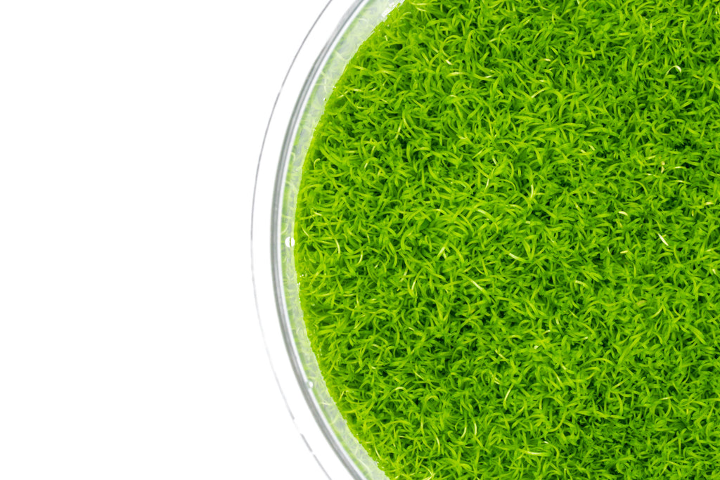 Utricularia Graminifolia Carpeting Carnivorous Plant for Planted Tank