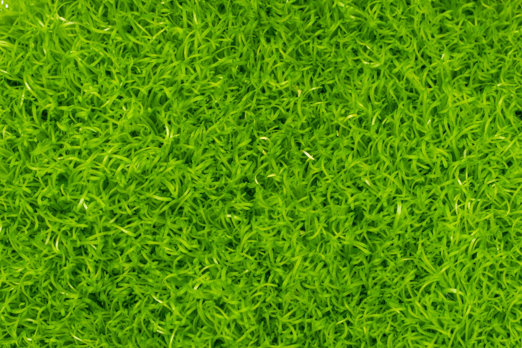 Utricularia Graminifolia Carpeting Carnivorous Plant for Planted Tank