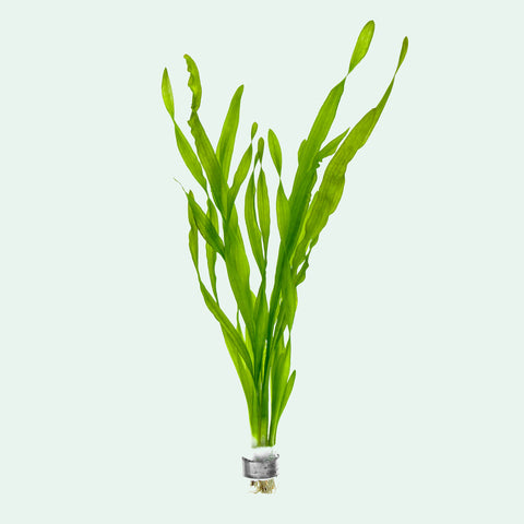 Vallisneria Americana, Eelgrass | Shop Live Aquatic Plants - Glass Aqua