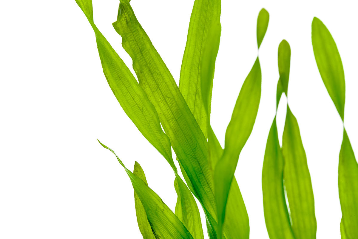 Vallisneria Americana, Eelgrass | Shop Live Aquatic Plants - Glass Aqua