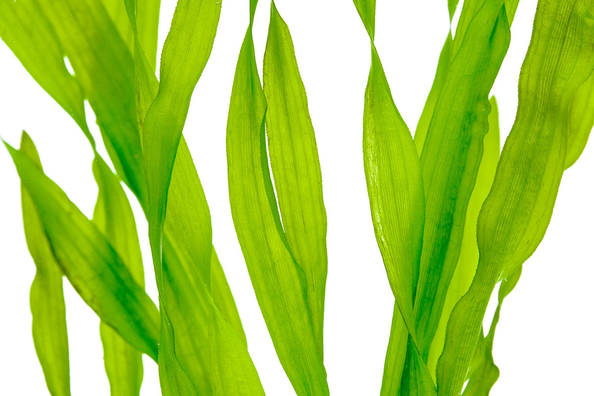 Vallisneria Americana, Eelgrass | Shop Live Aquatic Plants - Glass Aqua