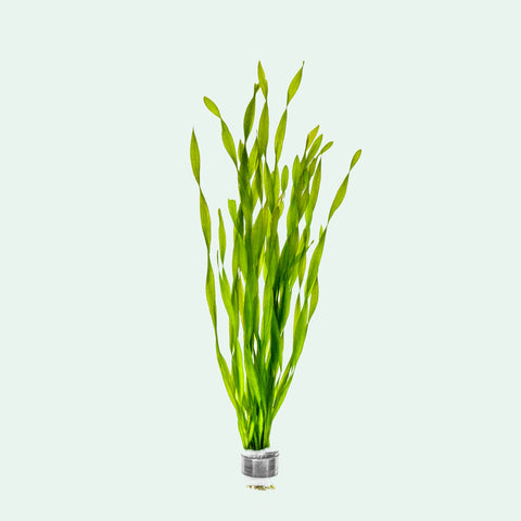 Vallisneria Contortionist Corkscrew Val | Aquatic Plants - Glass Aqua