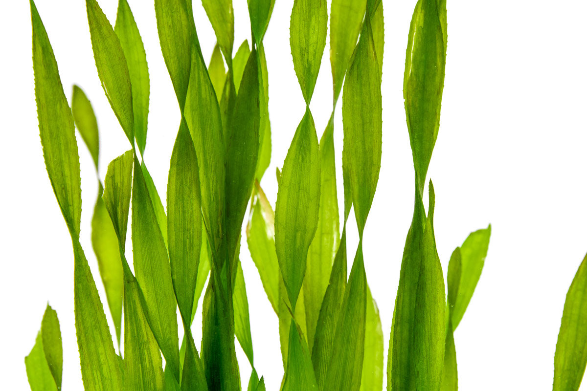 Vallisneria Contortionist Corkscrew Val | Aquatic Plants - Glass Aqua
