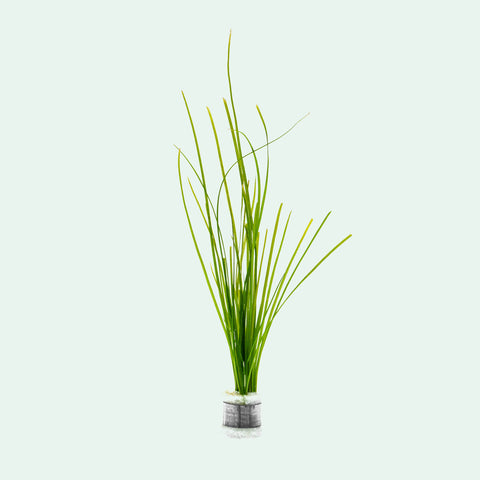 Vallisneria Nana - Glass Aqua