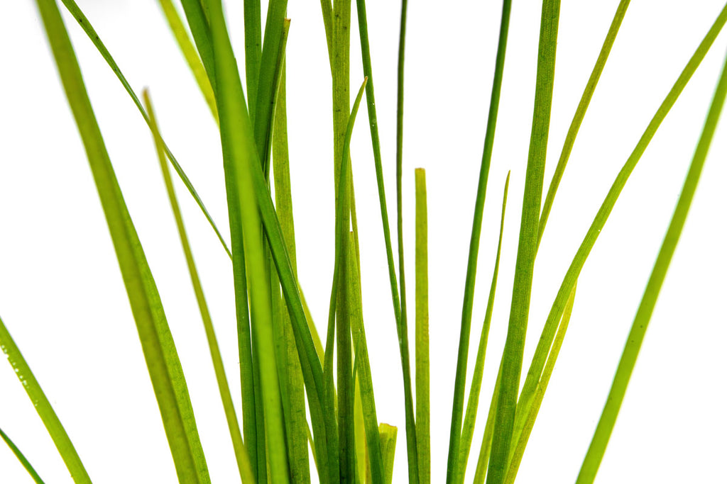 Vallisneria Nana - Glass Aqua