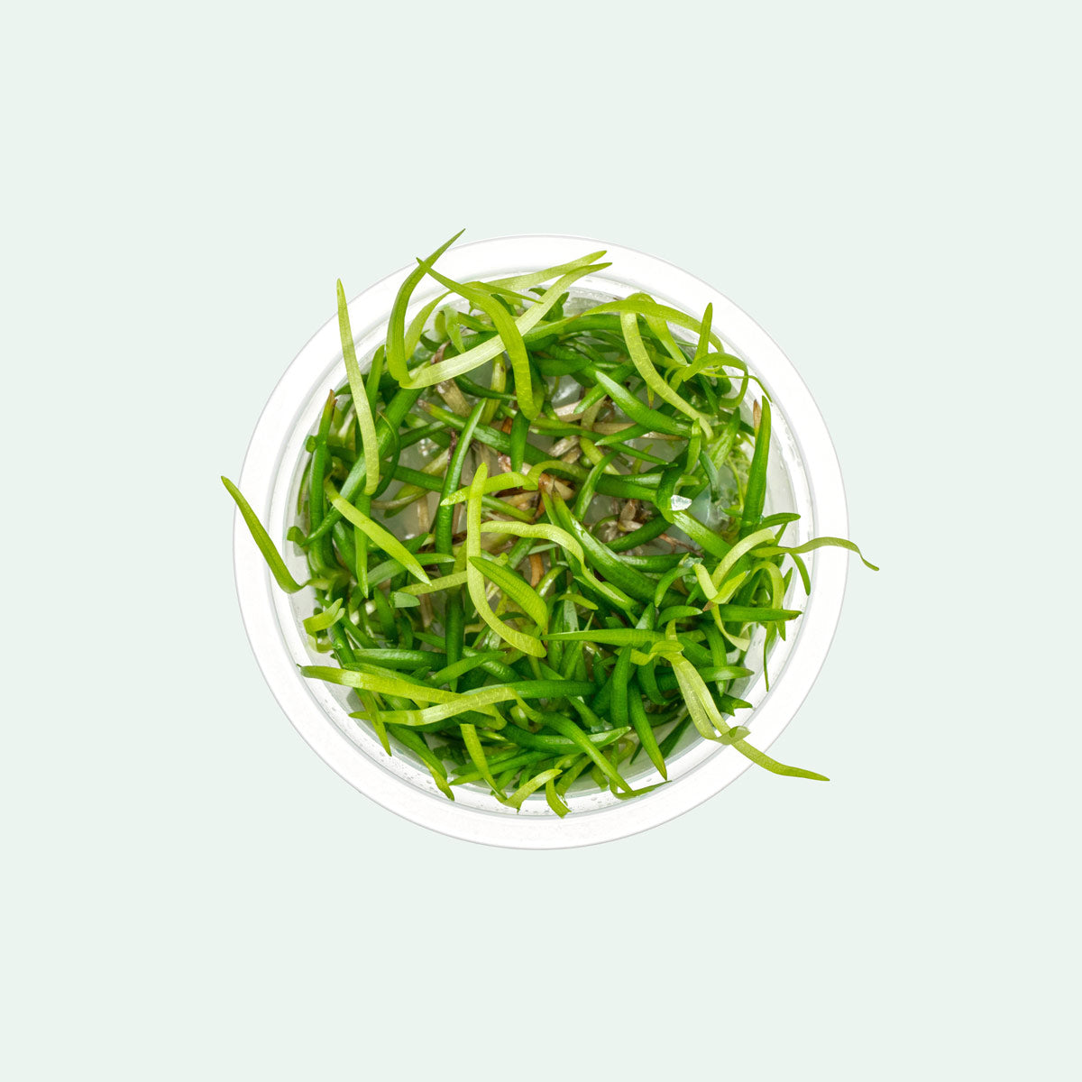 Vallisneria Spiralis | Jungle Val, Eelgrass Live Plant - Glass Aqua
