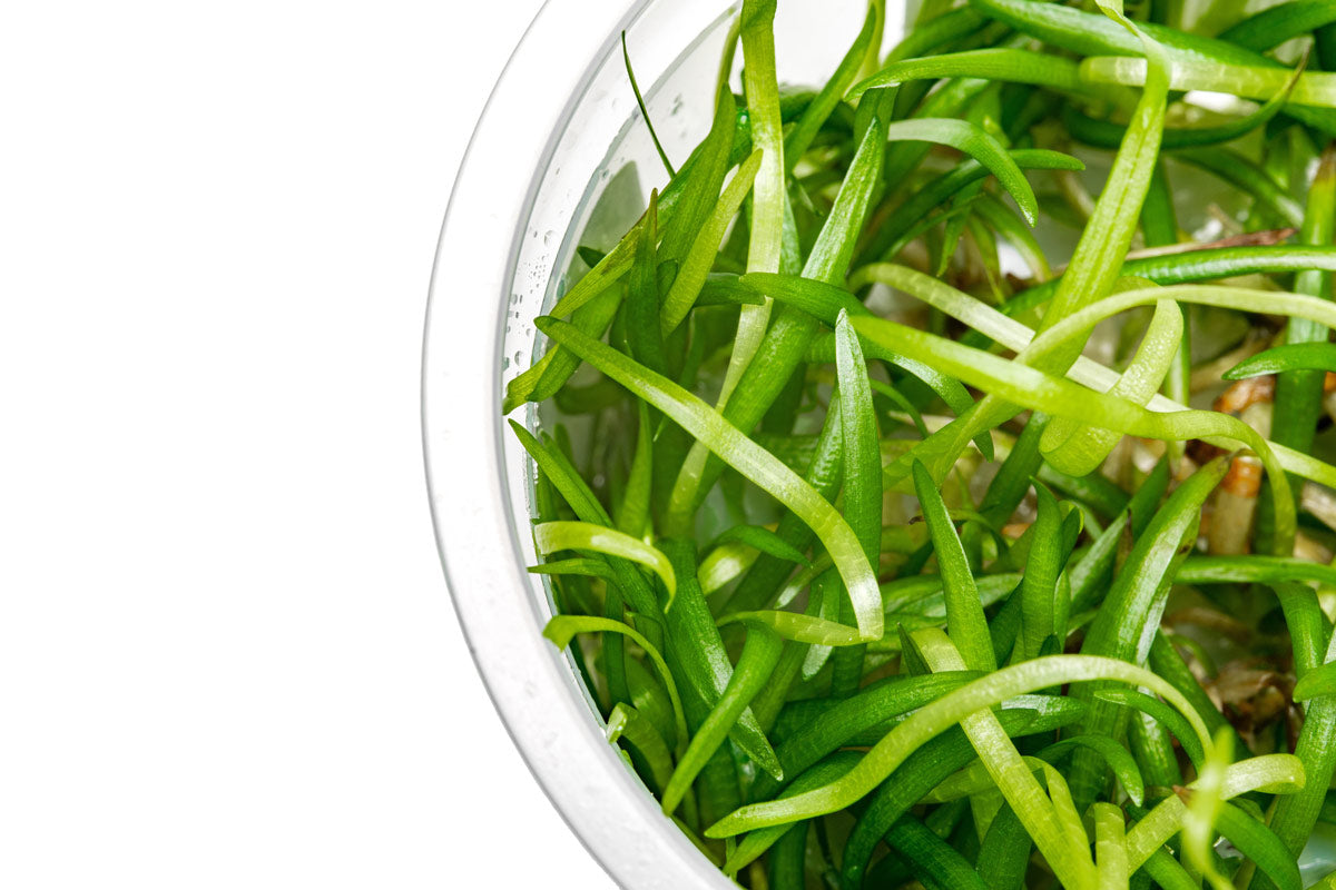 Vallisneria Spiralis
