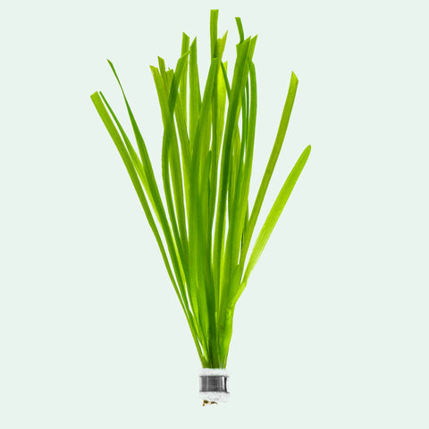 Vallisneria Spiralis | Jungle Val, Eelgrass Live Plant - Glass Aqua