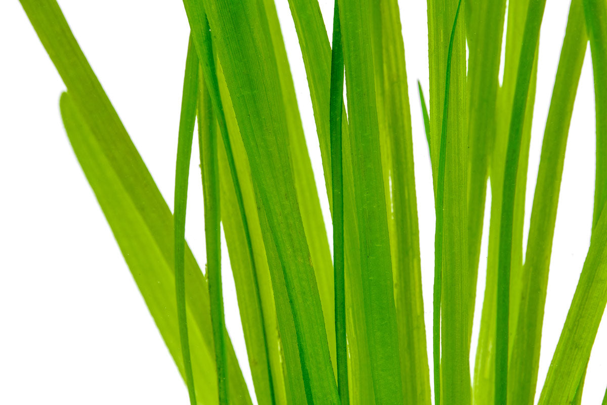 Vallisneria Spiralis | Jungle Val, Eelgrass Live Plant - Glass Aqua
