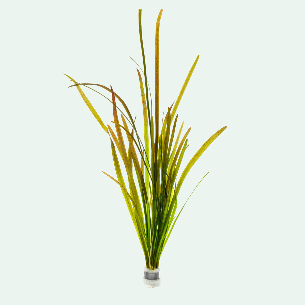 Vallisneria Spiralis Leopard - Glass Aqua