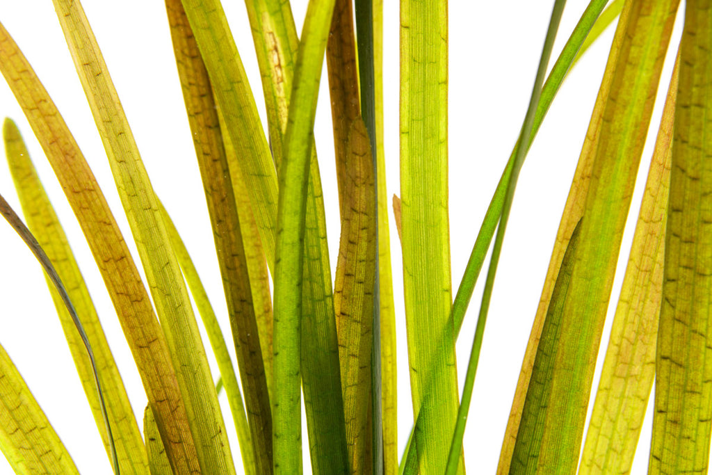 Vallisneria Spiralis Leopard - Glass Aqua