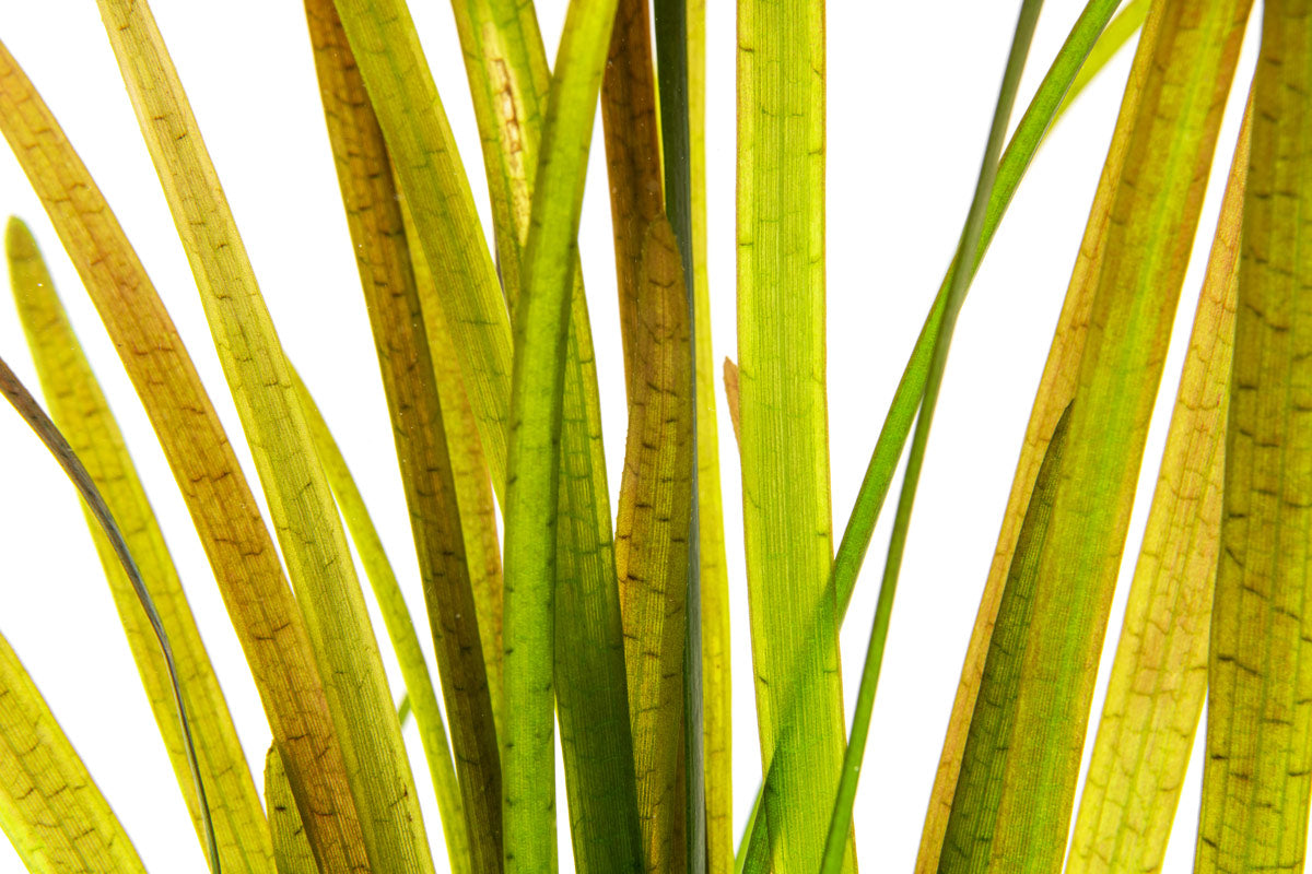 Vallisneria Spiralis Leopard - Glass Aqua