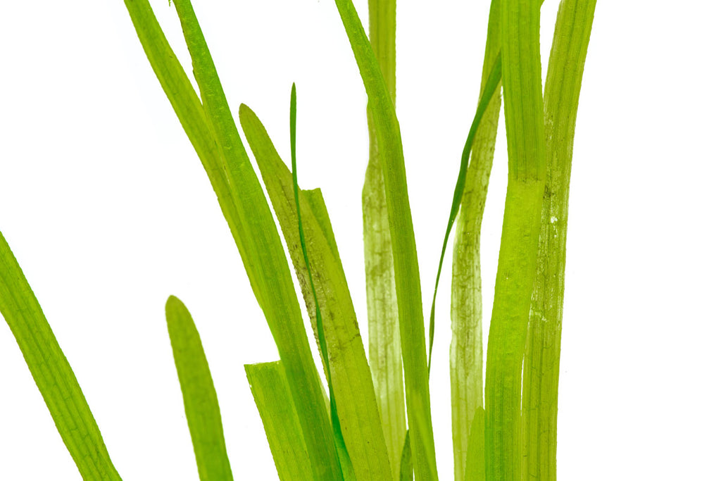 Vallisneria Spiralis Leopard - Glass Aqua
