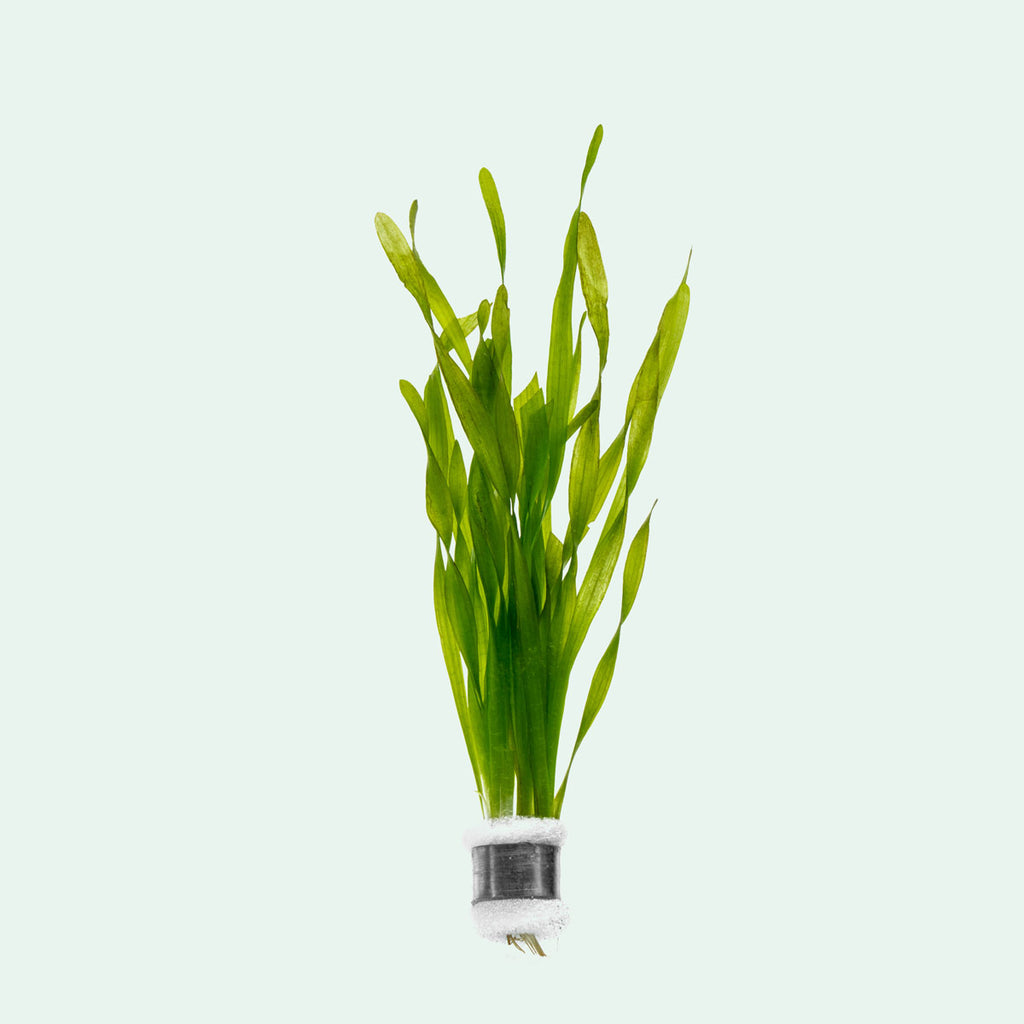 Shop Vallisneria Torta Aquatic Plants - Glass Aqua