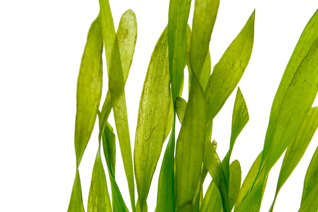 Shop Vallisneria Torta Aquatic Plants - Glass Aqua