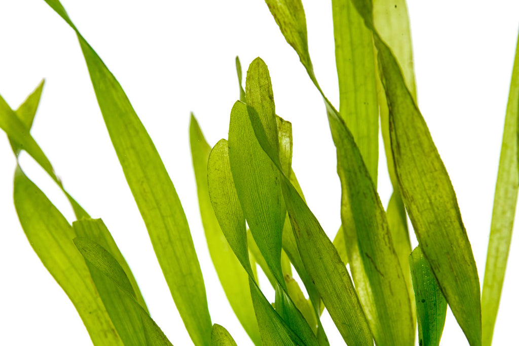 Shop Vallisneria Torta Aquatic Plants - Glass Aqua