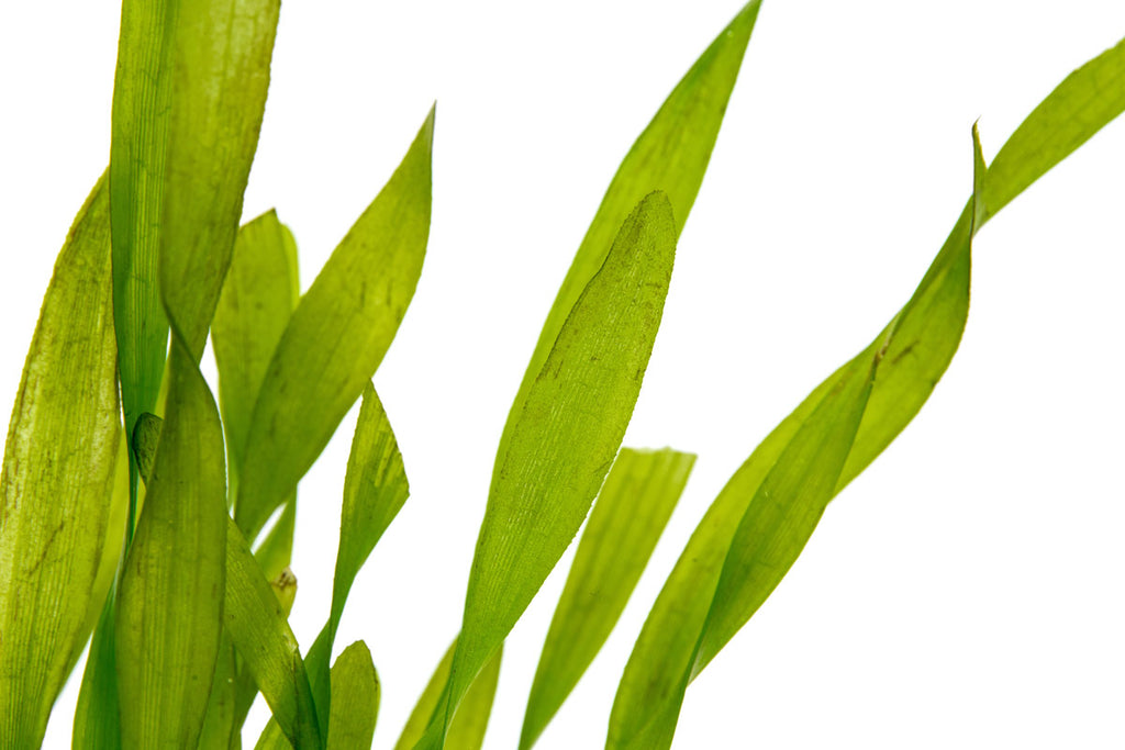 Shop Vallisneria Torta Aquatic Plants - Glass Aqua
