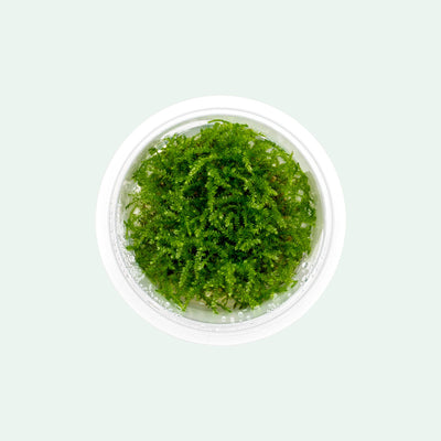 Vesicularia Montagnei Christmas Moss Tissue Culture | Shop Glass Aqua