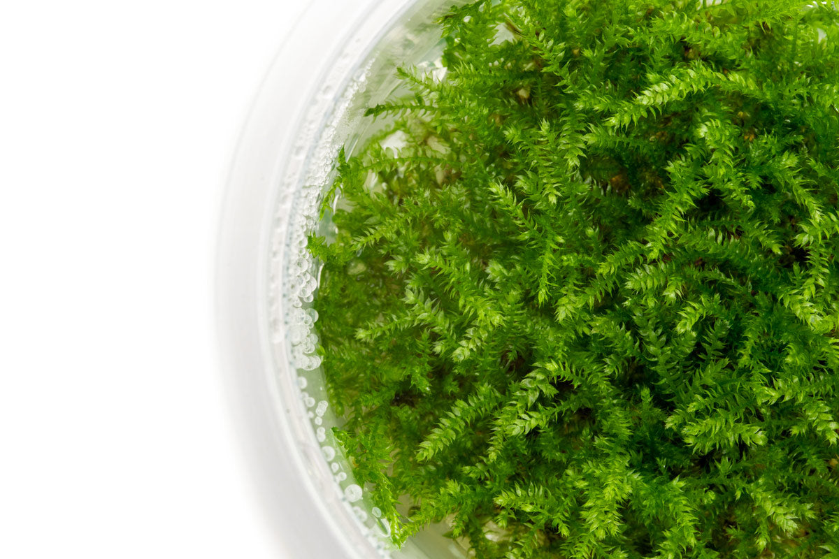Vesicularia Montagnei Christmas Moss Tissue Culture | Shop Glass Aqua