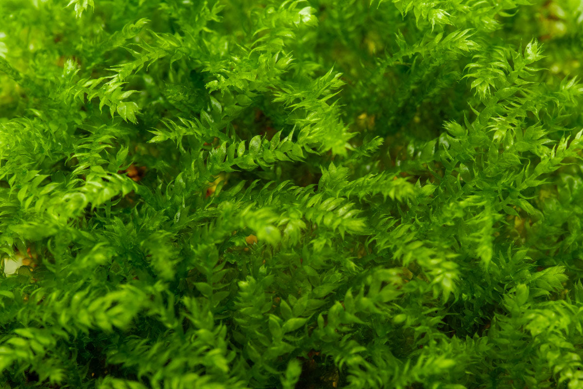 Vesicularia Montagnei Christmas Moss Tissue Culture | Shop Glass Aqua