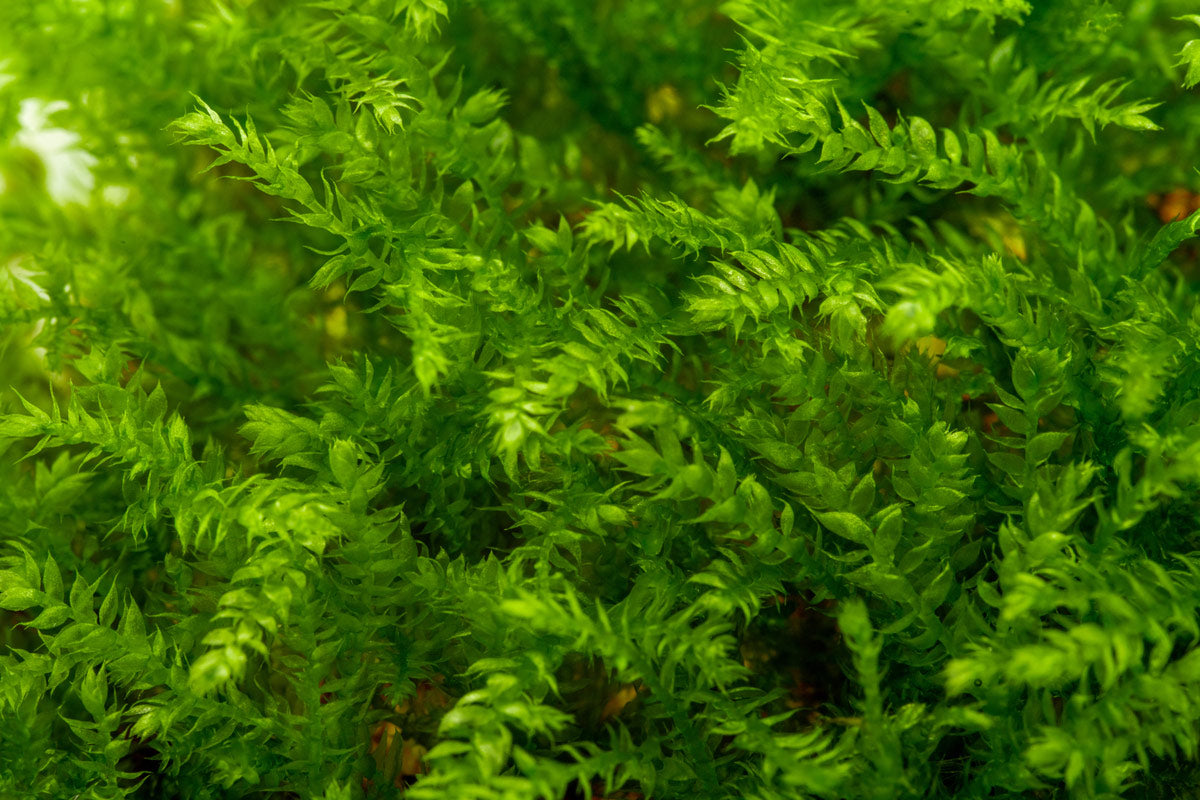 Vesicularia Montagnei Christmas Moss Tissue Culture | Shop Glass Aqua