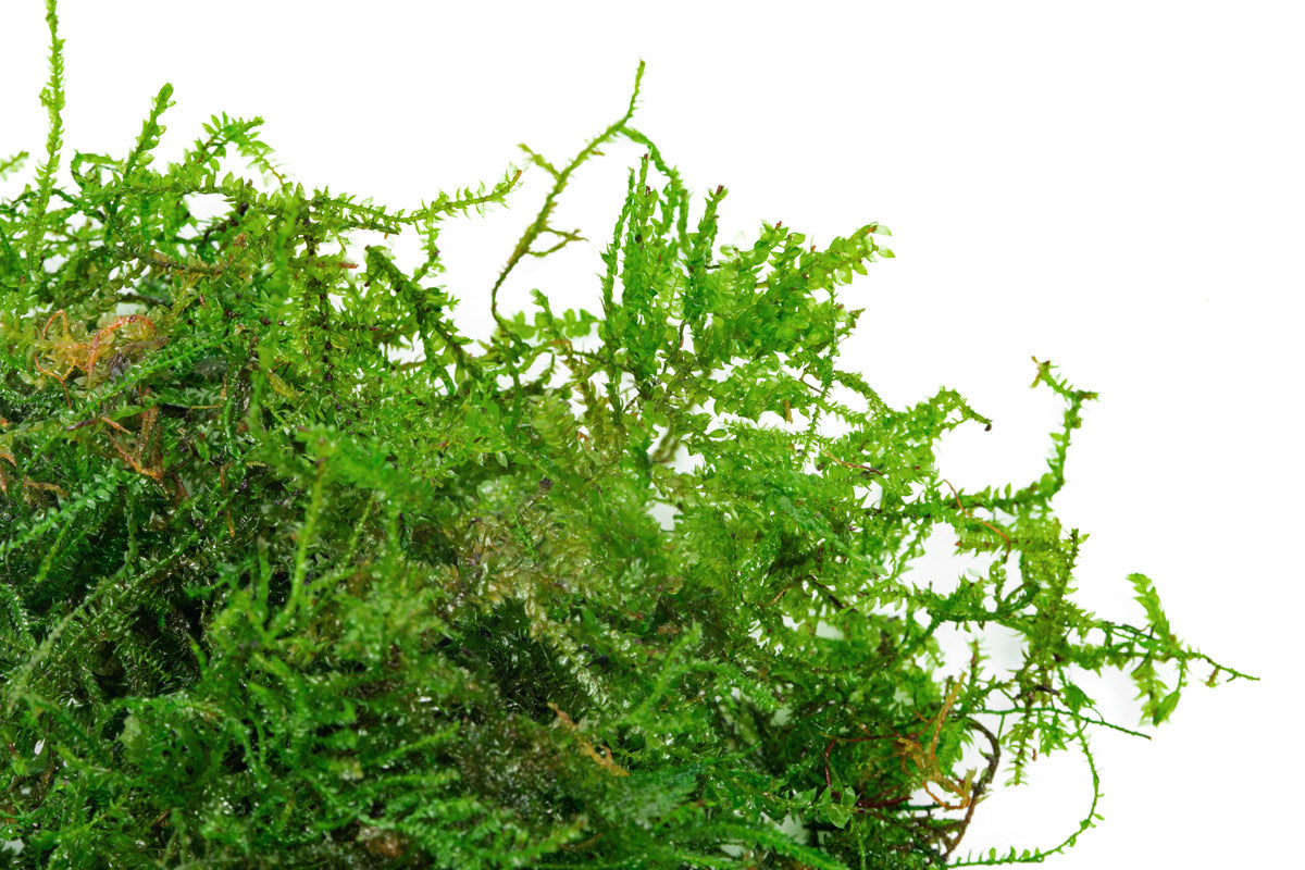 Shop Weeping Moss Aquatic Plants - Glass Aqua