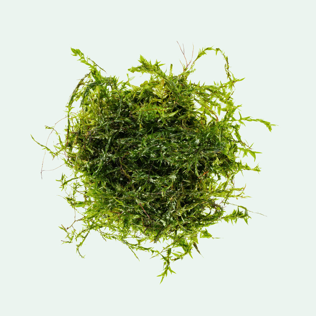 Clump of live Willow Moss for planted aquariums and aquascaping
